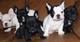 Cachorros de bulldog francés