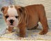 Cachorros de bulldog inglés - Foto 1