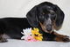 Cachorros de Dachshund miniatura para la adopción - Foto 1