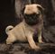 Cachorros impresionantes pug listo ahora para la adopción - Foto 1