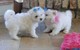 Cachorros malteses para la adopción