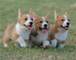 Cachorros pembroke welsh corgi