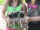 Cachorros pug disponible - Foto 1