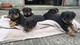 Cachorros Rottweiler alemanes - Foto 1