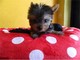 Cachorros sanos de Yorkie para re-homing - Foto 1