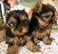 Cachorros yorkshire terrier