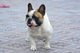 Calidad bulldog francés niños y niñas para la adopción