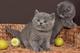 Camada de british shorthair - Foto 1