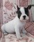Casa de machos y hembras cachorros bulldog francés