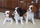 Cavalier king charles cachorros - Foto 1