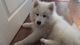 Chica samoyedo de 4 meses