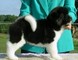 Disponibles Akita cachorros - Foto 1