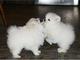 Dos cachorros de Pomeranian - Foto 1