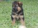 Gorgeous little german shepherd puppies for adoption . 1 boys and