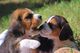 Gratis beagle cachorros listo