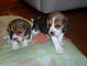 Gratis Beagles cachorros 13 pulgadas tricolor - Foto 1