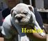 Gratis bulldog ingles hembra