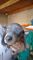 Gratis cachorro de (perro tejonero) salchicha