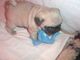 Gratis CACHORRO PUG CARLINO CON PAPELES - Foto 1