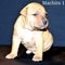 Gratis cachorros american pitbull terrier