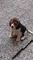 Gratis Cachorros beagles machos - Foto 1