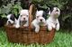 Gratis Cachorros bulldog frances vaquita - Foto 1