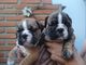 Gratis cachorros bulldog ingles