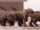 Gratis Cachorros Labradores 45 días, desparasitados - Foto 1