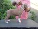 Gratis CACHORROS PIT BULL CON FCA - Foto 1