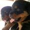 Gratis cachorros rottweiler aleman