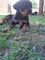 Gratis cachorros rottweiler listo