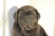 Gratis cane corso cachorros