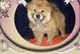 Gratis Chow chow preciosa - Foto 1