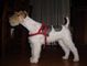 Gratis fox terrier wire tricolor cachorros