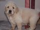 Gratis Golden retriever - Foto 1