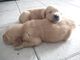 Gratis golden retriever hembra