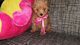 Gratis hermosa hembrita caniche micro toy