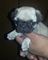 Gratis hermoso pug carlino machito❤ listo