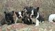 Gratis HERMOSOS CACHORROS BULLDOG FRANCES - Foto 1