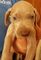 Gratis hermosos cachorros waimaraner