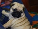 Gratis hermosos carlinos pug con fca