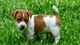 Gratis jack russell cachorros listo