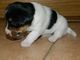 Gratis Jack Russell Ultima Hembra - Foto 1