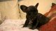 Gratis Machito bulldog francés con fca y libreta sanitaria - Foto 1