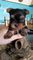 Gratis Machito yarkshire terrier - Foto 1