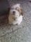 Gratis Shih tzu macho tricolor vacunado - Foto 1