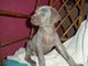 Gratis ULTIMA BB WEIMARANER HEMBRA - Foto 1