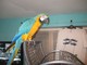 Guacamayo azul y dorado