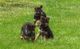 Healthy german shepherd puppies available now
