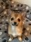 Hermoso azul y bronceado Chihuahua niña cachorros disponibles - Foto 1
